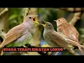 Download Lagu suara sikatan londo asli alam plus suara gemercik air untuk terapi