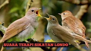 suara sikatan londo asli alam plus suara gemercik air untuk terapi