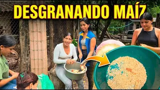 Como en los viejos tiempos , desgranando maíz a mano.