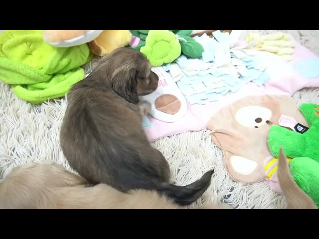 動画