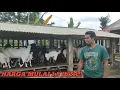 Download Lagu HARGA TERJANGKAU, CALON PEJANTAN @alekbudisantoso9048 