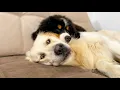 Bernese Mountain Dog Puppy Sleeps with Golden Retriever for the First Time