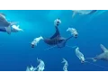 Download Lagu GoPro Awards: Marlin Encounter