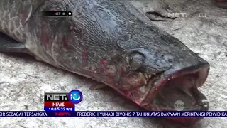 Video Viral Arapaima di Sungai Brantas -NET10