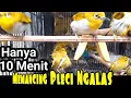 Hanya 10 Menit - Memancing Ngalas Dengan Suara Burung Ombyokan Pleci Bustomi (10/04/20)