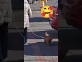 Download Lagu the most happiest dog in the world 🥹🥹🥹🥹#shorts #dog  #dogshorts