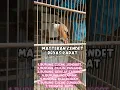 Download Lagu MASTERAN KOMBINASI TEMBAKAN KASAR RAPAT !! BURUNG FIGHTER.