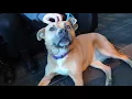 Meet the Lovable Dog Lacey From Iowa s Last Hope Animal Rescue