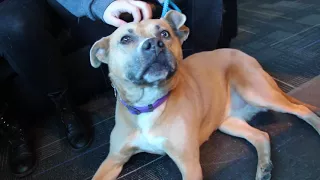 Meet the Lovable Dog Lacey From Iowa s Last Hope Animal Rescue