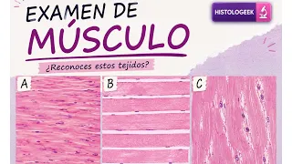 Si quieres aprobar tu exámen de Tejido Muscular (Histología) ¡Mira esta clase!