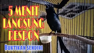Download MASTERAN SUARA BURUNG SRIGUNTING Bikin burung muda jadi gacor dan kuat mental MP3