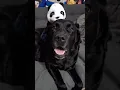 Download Lagu panda #viral #labrador #rire #kawaii #amour #doudou #ikea #love #cute #bg #bisous #drole #adorable