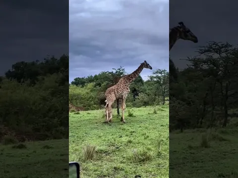 The Lion Just Wanted To Play, But The Giraffe Suddenly Fell 狮子只是闹着玩 长颈鹿却突然倒下了#animals 【跟着图尔去旅行】