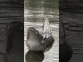 Sounds of an Alligator Ready to Mate #shorts