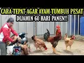 Download Lagu 60 HARI AYAM PASTI PANEN DGN CARA SIMPEL INI‼️