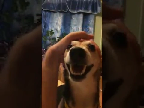 Cover of video Собака говорит ля ля ля ля ля