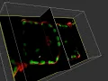 How to measure distances in your 3D microscopy data - Tutorial