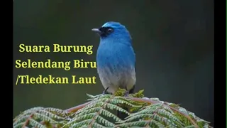 Download Suara burung selendang biru jantan/suara teledeka biru MP3