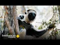 Download Lagu Indris: Largest Species of Lemur in the World 🤩 Madagascar: Africa's Galapagos | Smithsonian Channel