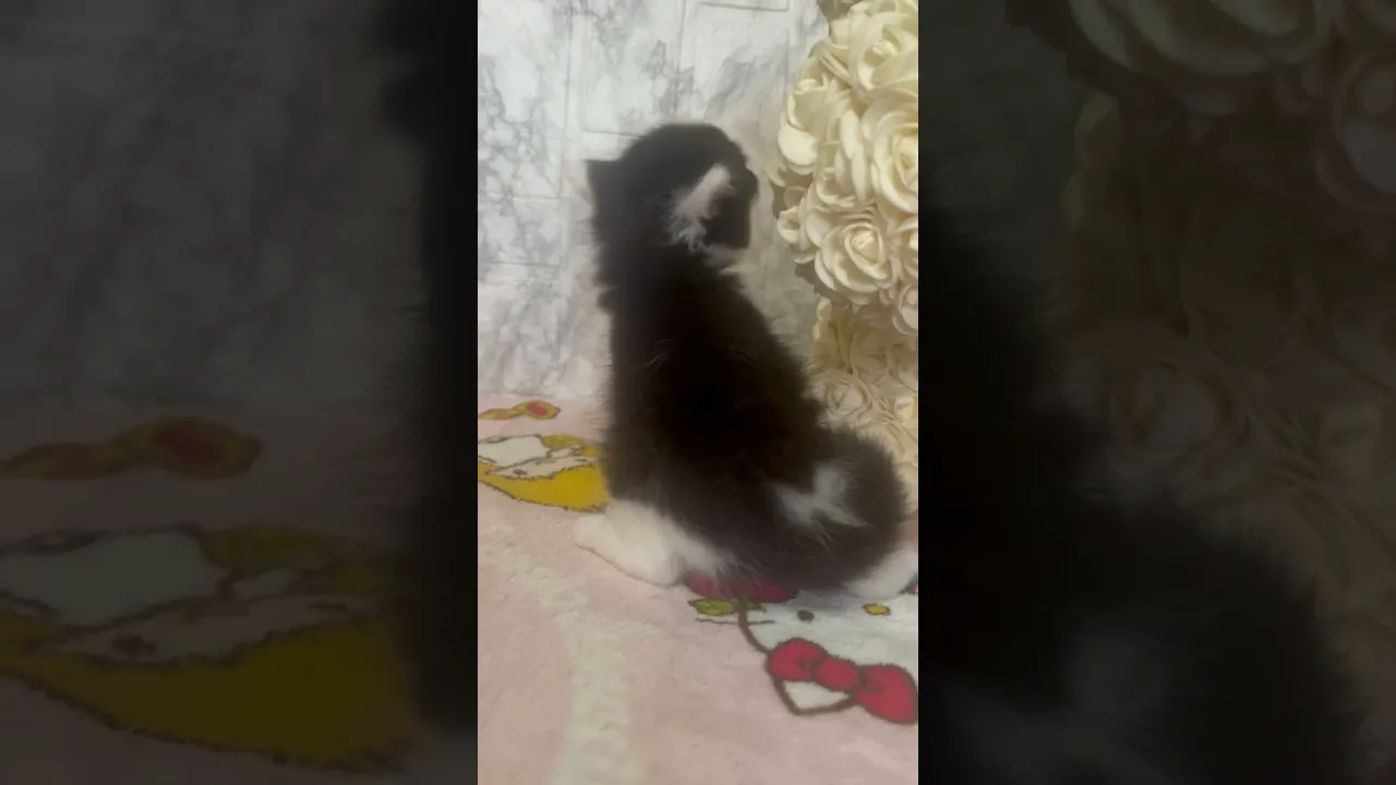 動画