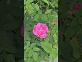 Download Lagu The Bright Red Roses, From near The Allentown Art Festival in Buffalo NY, June 14, 2025 #Red Roses
