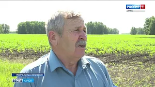 Вода уходит вместе с посевами