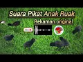 Download Lagu Suara Pikat  Anak Ruak |water sound | voice chim quock | #ruakruak #ruak2