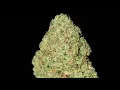 DYNASTY O G STRAIN WAKE AND BAKE STYLE