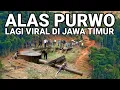Download Lagu VIRAL..! ALAS PURWO LAGI VIRAL DI BANYUWANGI