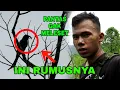 TERNYATA INI RUMUS CARA MENEMUKAN SARANG BURUNG DI ALAM LIAR