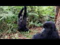 Gorillas Swinging in the Trees Gorilla Encounters Africa