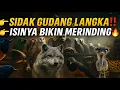 Download Lagu SIDAK LAGI‼️ GUDANG BURUNG DAN HEWAN LANGKA DI PASAR PRAMUKA BIKIN MERINDING!