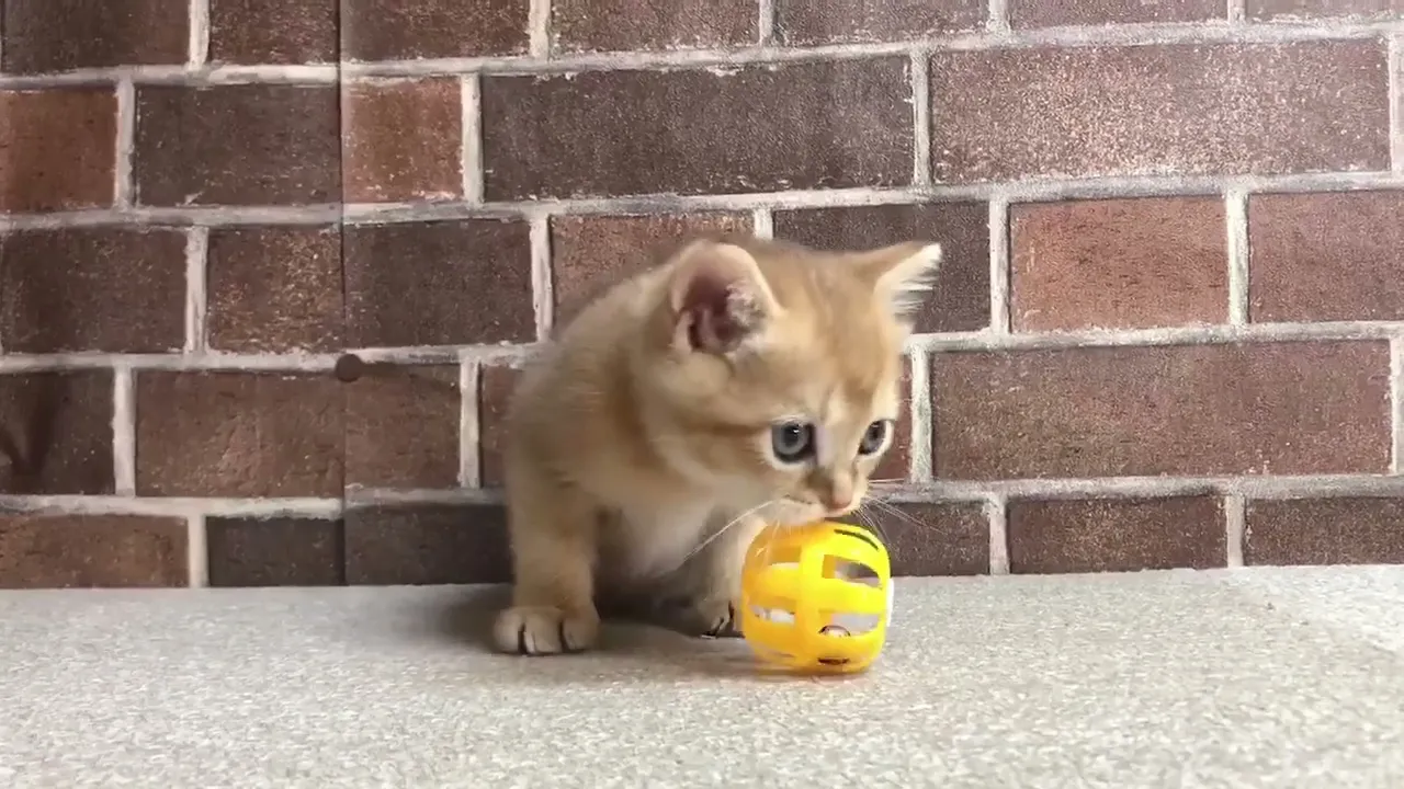 動画