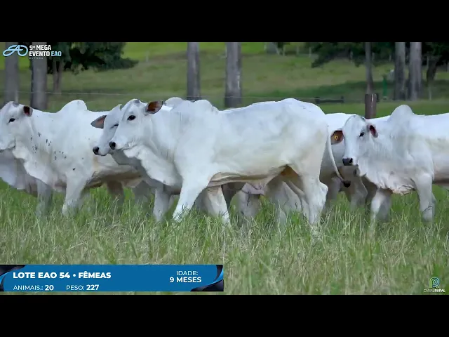 Lote 54