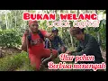 Lagu Ular ini sangat agresif dan galak !! Ular liar belang belang sering di kira ular welang !! 