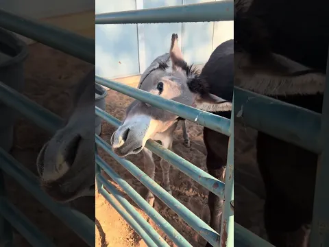 Donkeys Love Suckers #donkey