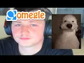 omegle is back