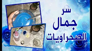 النيلة الزرقاء سر جمال الصحرويات ونتيجة من أول إستعمال 