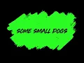 Some Small Dogs Crossword Clue