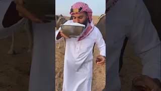 محدش بيقدر يشرب حليب الإبل السعودي   دندنها