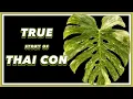 The DRAMA Filled Past of Monstera Thai Constellation Pretty in Green Documentary