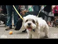 Dogs Downtown September 18 in downtown Rochester Minnesota