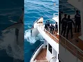 Download Lagu white shark jumps near sailor's boat