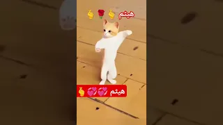 هيثم هيثم هيثم 