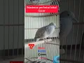 Download Lagu PERKUTUT LOKAL MANGGUNG GACOR.BUAT MASTERAN PANCINGAN PIKAT SUARA BURUNG #perkutut #turtledove #dove
