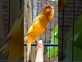 Download Lagu Kenari isian mewah #kenarigacor #pancingankenari #birds #canario #masteranburung #short #kenarimania