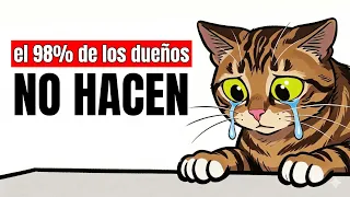 6 cosas que les encantan a los gatos y que el 98% de los dueños NO HACEN
