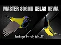 Download Lagu 🔴VIRAL MASTER SOGON SUPER MEWAH|| Paling di cari di dunia‼️