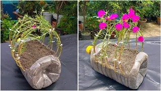 Good idea design plant portulaca flower using bottle