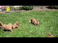 Lively Cavapoo Puppies